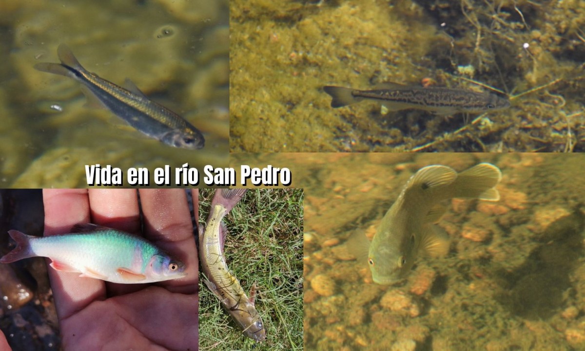 Peces en las cuencas de los ríos San Pedro y&nbsp;Conchos