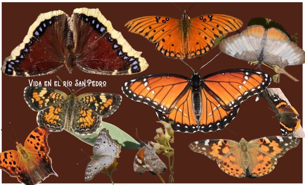 Mariposas y Polillas en la región del río San&nbsp;Pedro