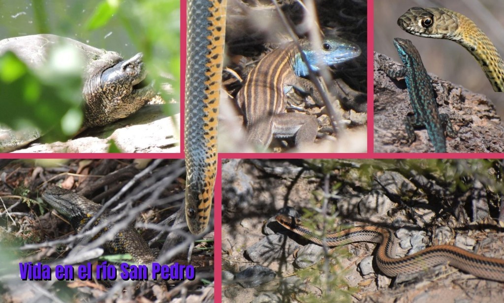 Reptiles en las cuencas de los ríos San Pedro y&nbsp;Conchos