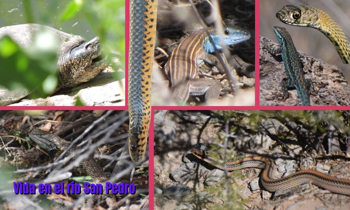 Reptiles en las cuencas de los ríos San Pedro y&nbsp;Conchos