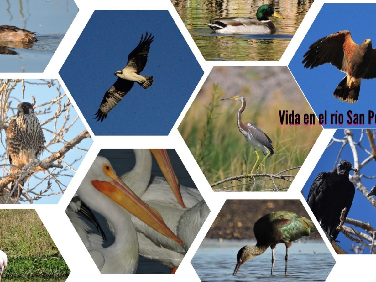 Aves 1 (Patos, Halcones, Águilas, Zopilotes, Garzas, Pelícanos e&nbsp;Íbises)