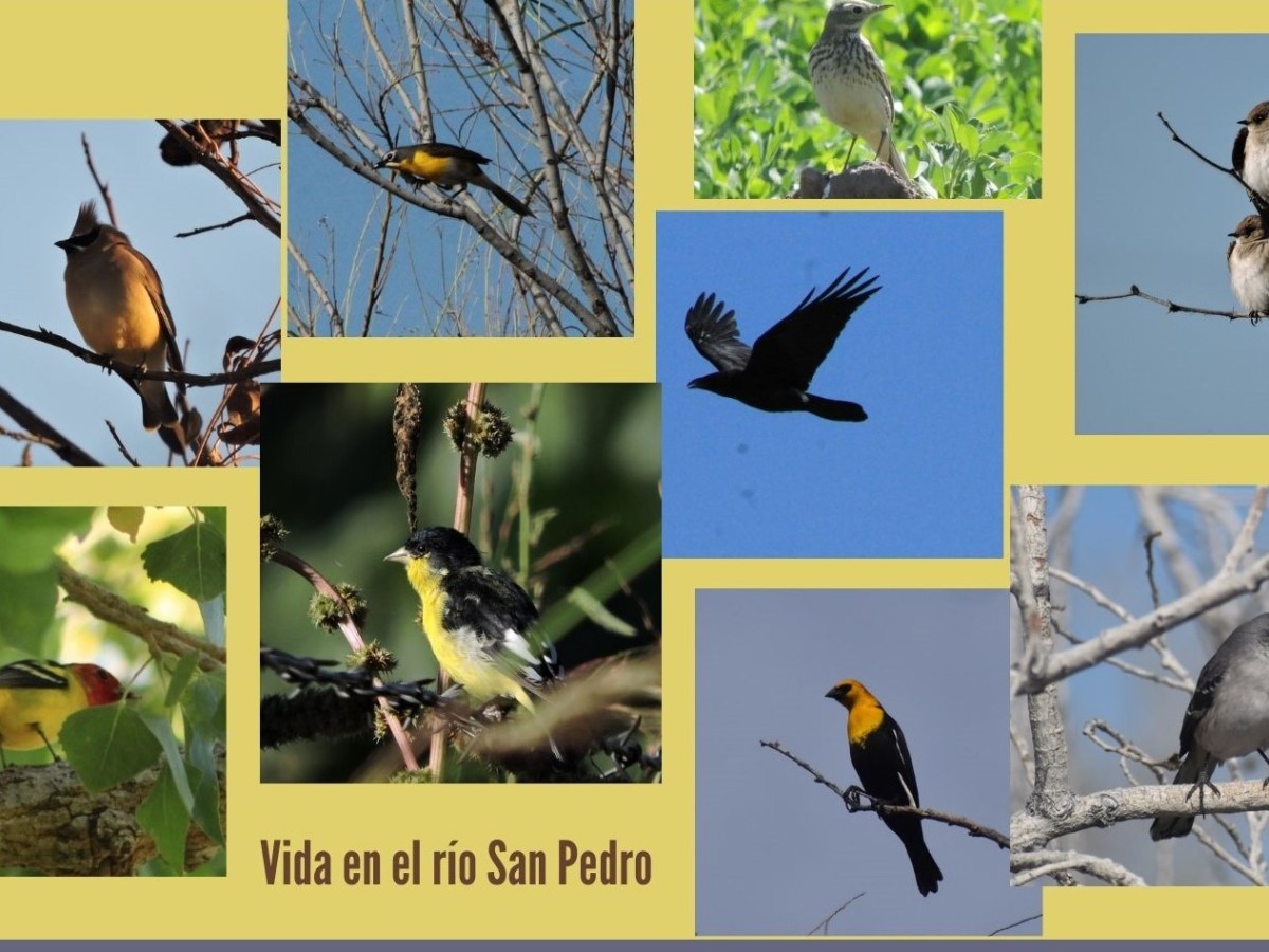 Aves 2 (Cardenales, Colorines, Cuervos, Pinzones, Tordos,&nbsp;Cuicacoches)