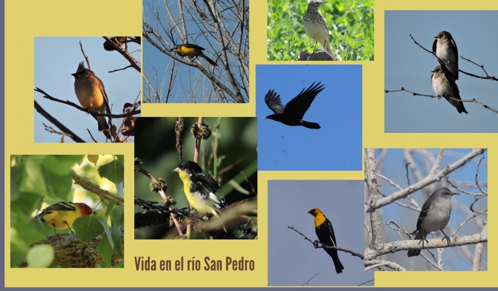 Aves 2 (Cardenales, Colorines, Cuervos, Pinzones, Tordos,&nbsp;Cuicacoches)