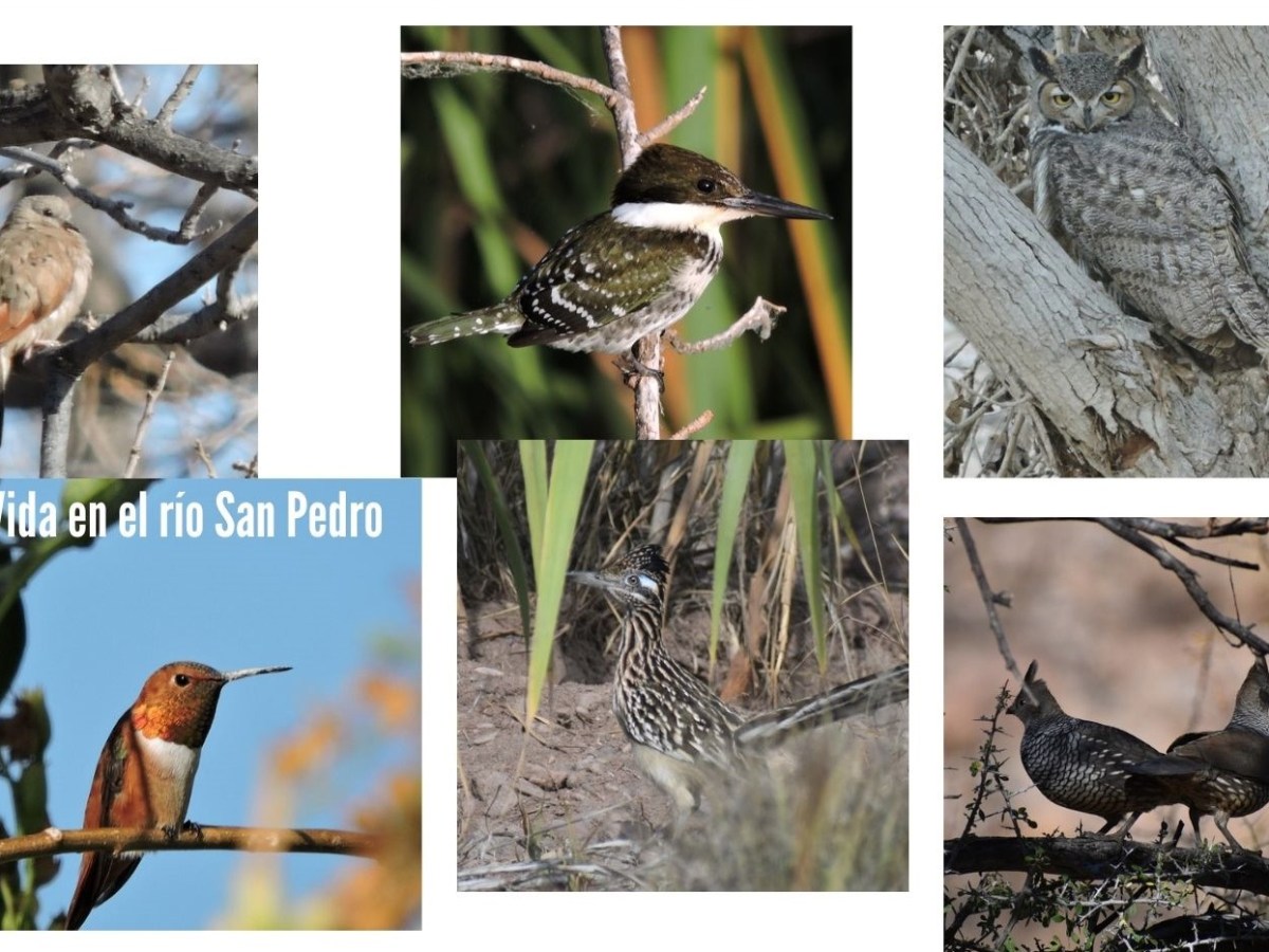 Aves 3 (Codornices, Martínes Pescadores, Palomas, Correcaminos y&nbsp;Colibríes)