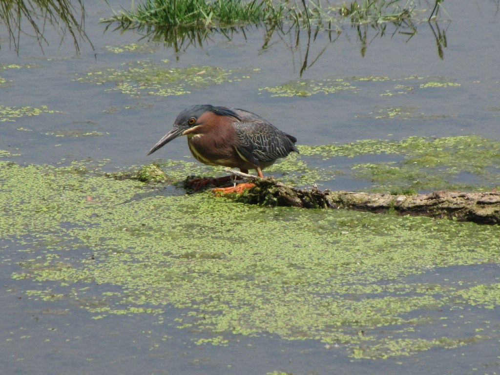 Las garzas del río San Pedro, parte 2: Garcita verde (Butorides virescens) (Linnaeus,&nbsp;1758)