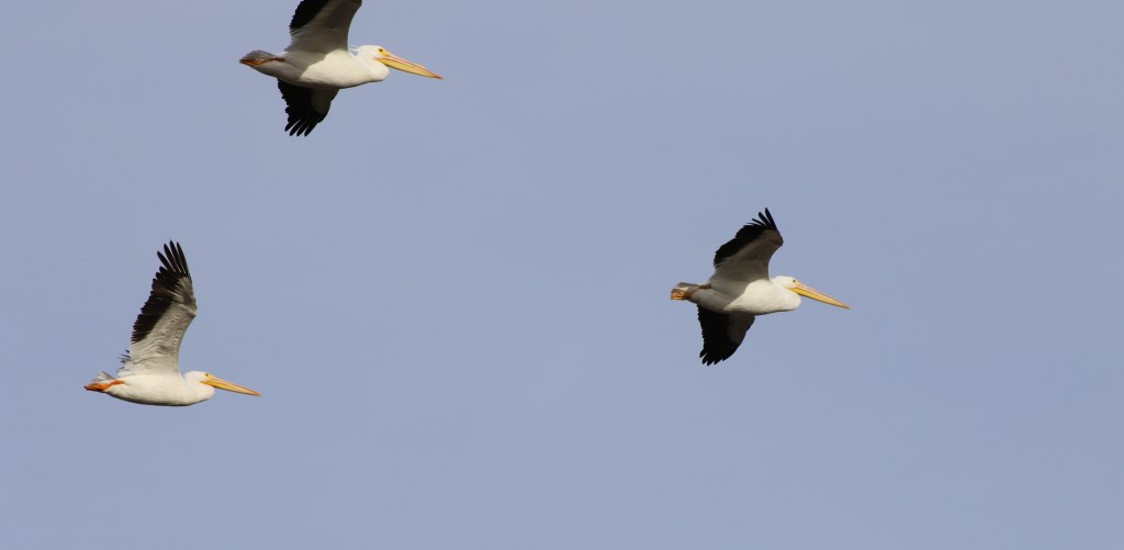 Pelícano blanco americano (Pelecanus erythrorhynchos)