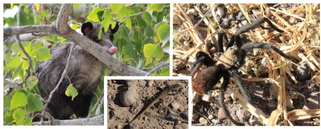 Catálogo de la biodiversidad del río San Pedro incluye aves, insectos y&nbsp;mamíferos