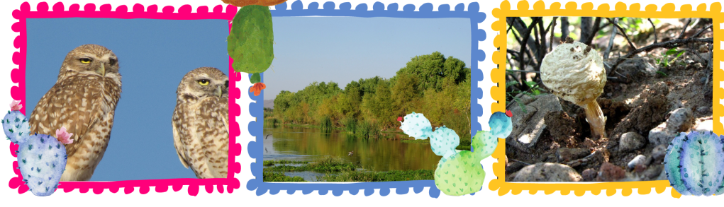 Imágenes de la problemática del río San Pedro, la biodiversidad presente y las actividades de la comunidad para conservar el humedal