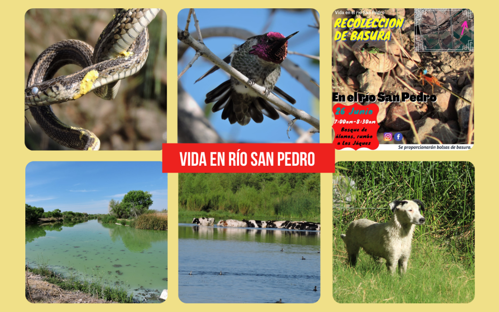 Actualización de avifauna del río San Pedro y 1er aniversario de campaña de&nbsp;limpieza