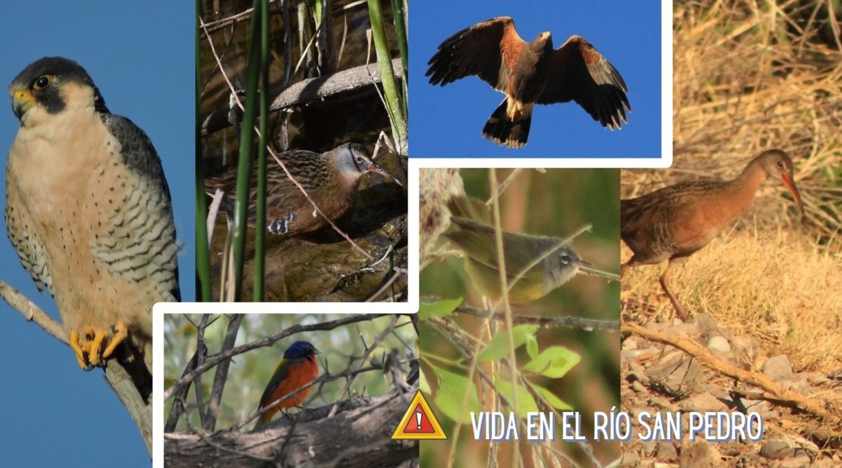 Especies de aves en categorías de riesgo en la región del río San Pedro ...
