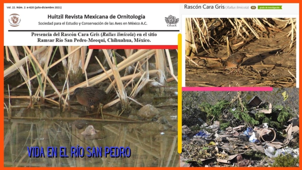 Reseña: Registro del Rascón Cara Gris (Rallus limícola) en el río San Pedro, Meoqui, Chihuahua, Humedal de Importancia&nbsp;Internacional.