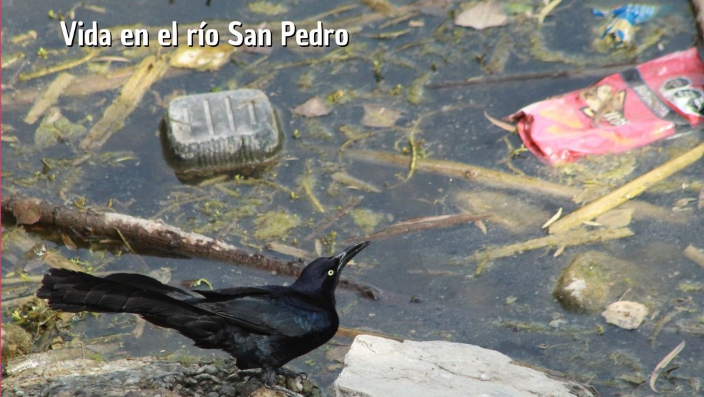 2 años de recolectar basura en el río San Pedro: A un lado de la&nbsp;simulación.