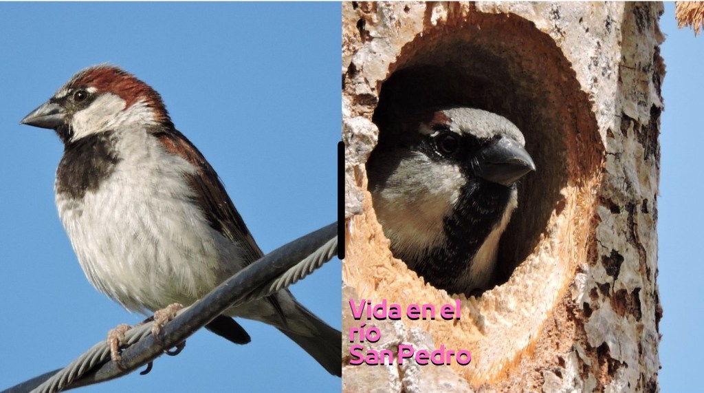 Gorrión doméstico (Passer domesticus) Linnaeus,&nbsp;1758.
