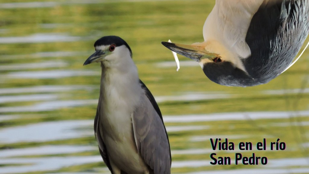 Garza Nocturna Corona Negra (Nycticorax nycticorax) Linnaeus,&nbsp;1758