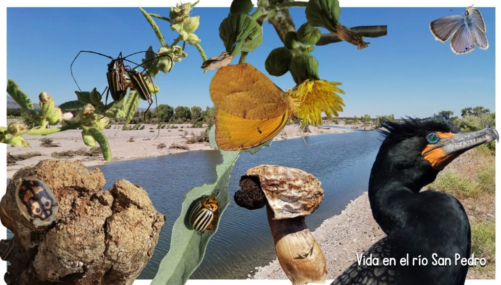 Inventario de la biodiversidad del río San Pedro y la región:&nbsp;2022