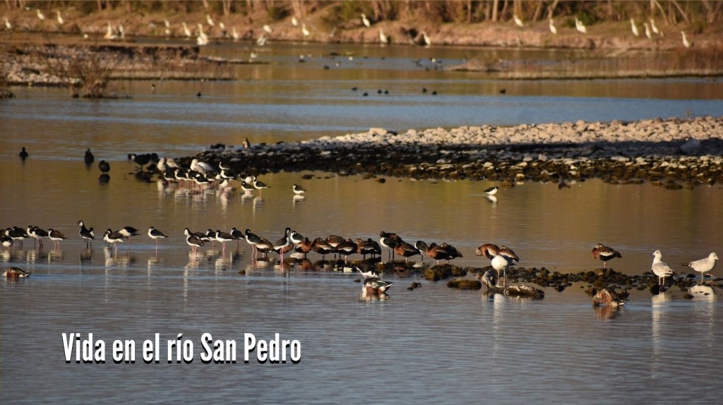 Manifiesto de Vida en el río San Pedro&nbsp;(VRSP)