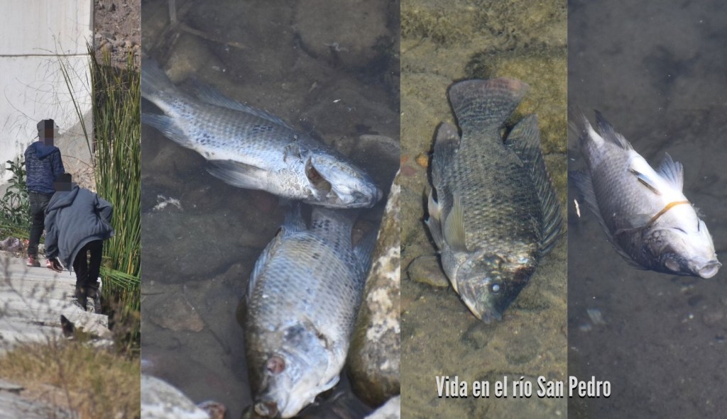 Preocupante mortandad de peces en el río San&nbsp;Pedro