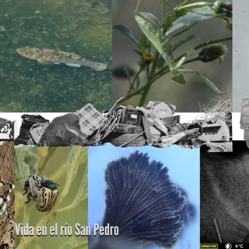 Inventario de la biodiversidad del río San Pedro y la región:&nbsp;2023