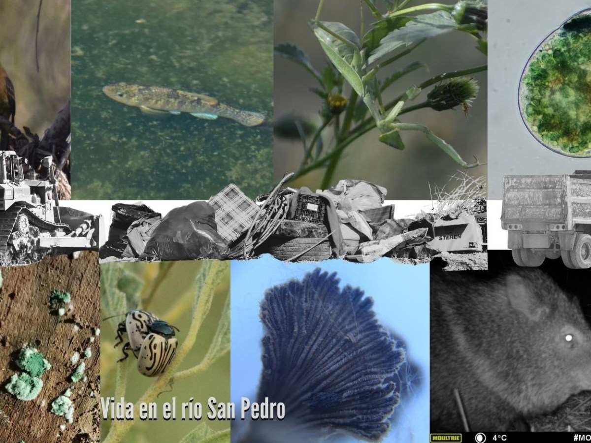Inventario de la biodiversidad del río San Pedro y la región:&nbsp;2023