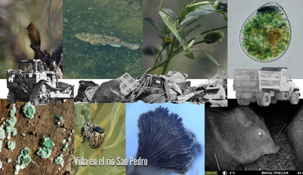 Inventario de la biodiversidad del río San Pedro y la región:&nbsp;2023