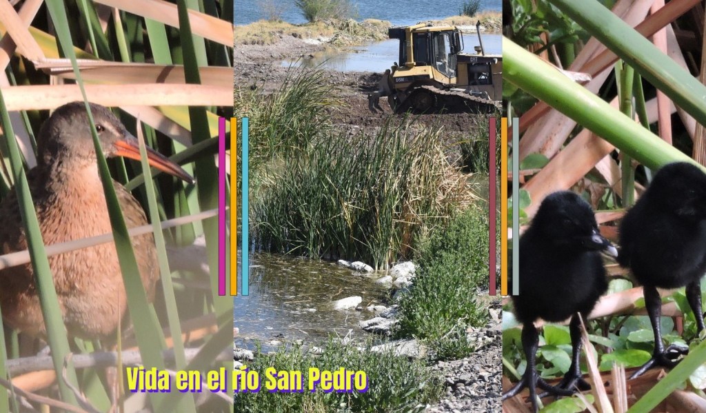 El hogar del Rascón Azteca en peligro (el “mejoramiento” del río los está&nbsp;destruyendo).