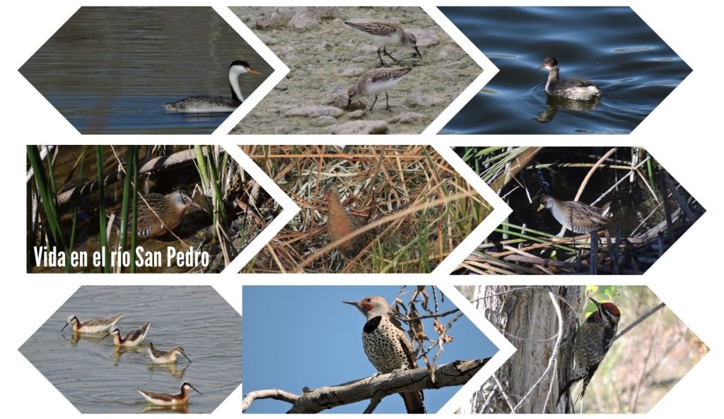 Aves 4 (Playeros, Gaviotas, Rascones y&nbsp;Carpinteros)