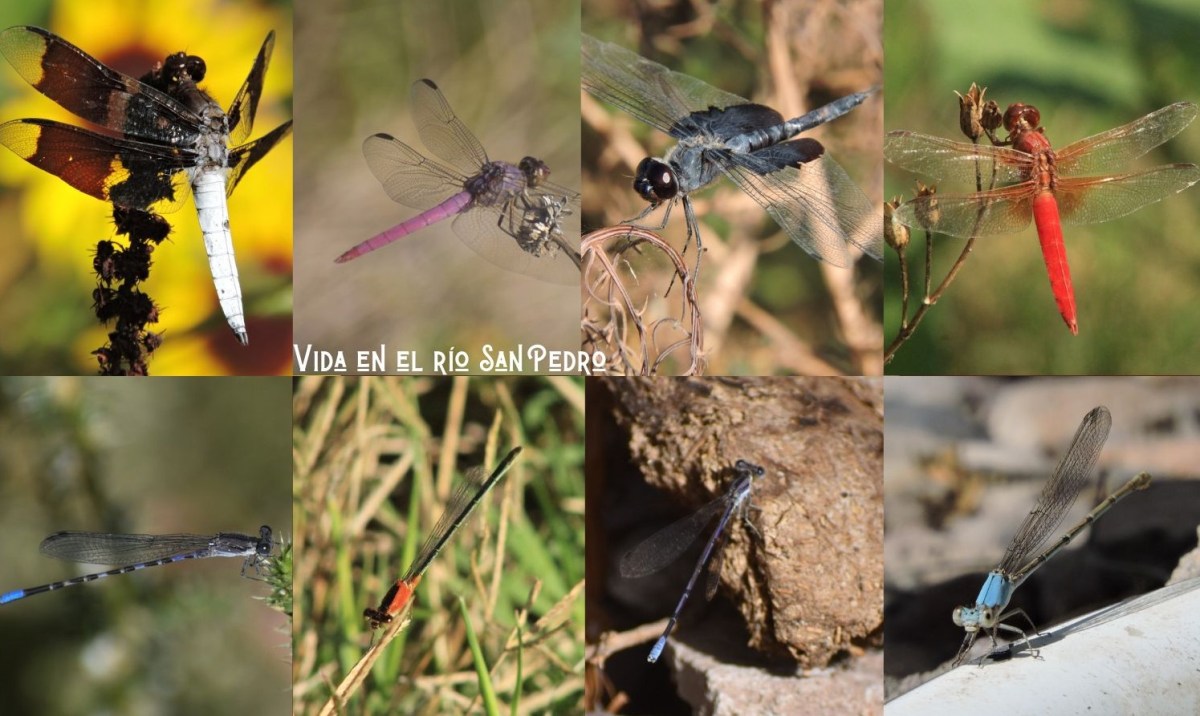 Libélulas y Caballitos del Diablo en las cuencas de los ríos San Pedro y&nbsp;Conchos
