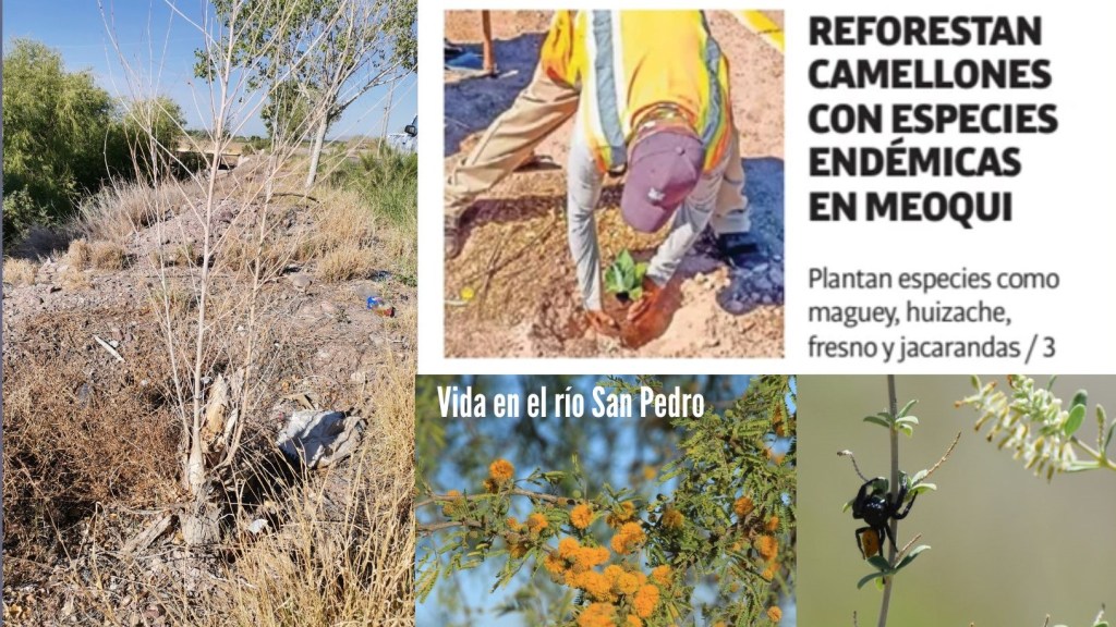 ¡No me ayudes compadre!, Cuando plantar árboles daña el medio&nbsp;ambiente