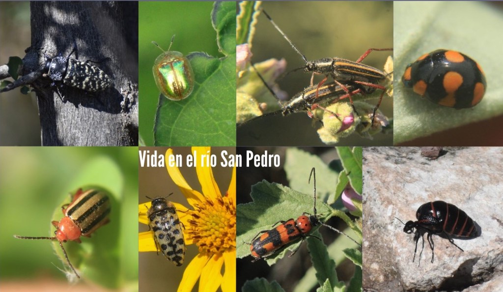 Escarabajos y parientes en las cuencas de los ríos San Pedro y&nbsp;Conchos