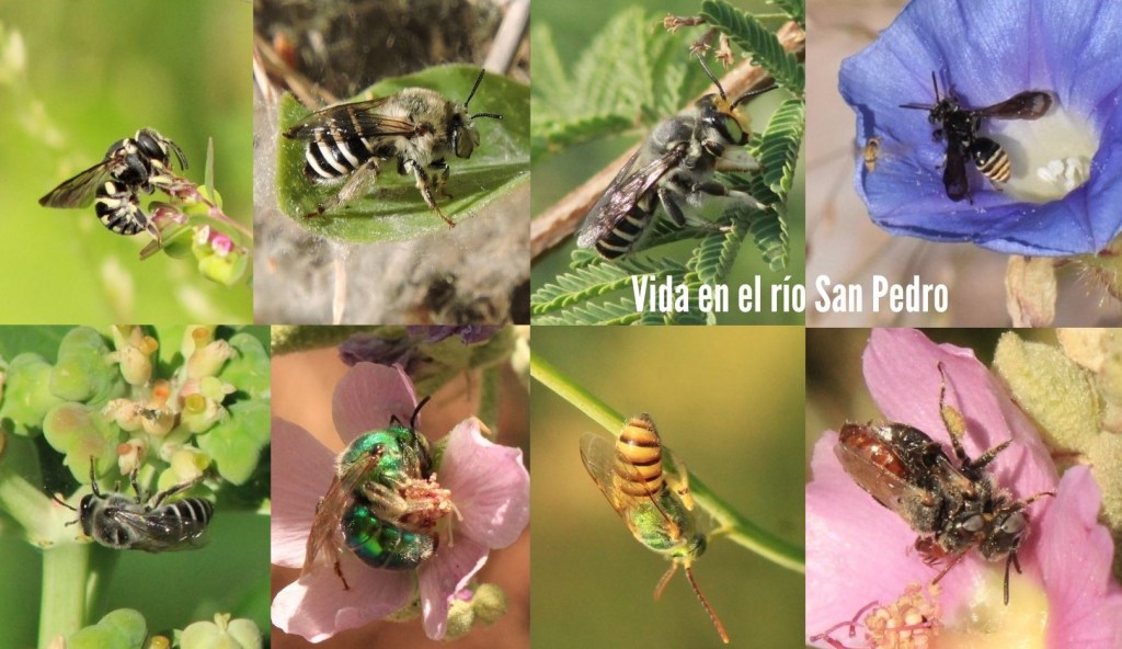 Abejas en las cuencas de los ríos San Pedro y&nbsp;Conchos