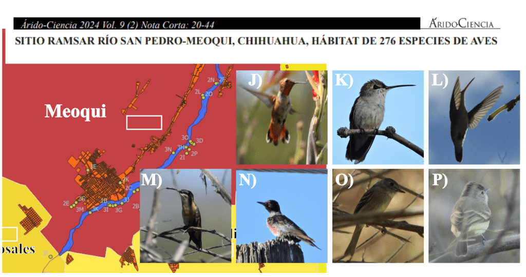 Reseña: Sitio Ramsar Río San Pedro-Meoqui, Chihuahua, hábitat de 276 especies de&nbsp;aves
