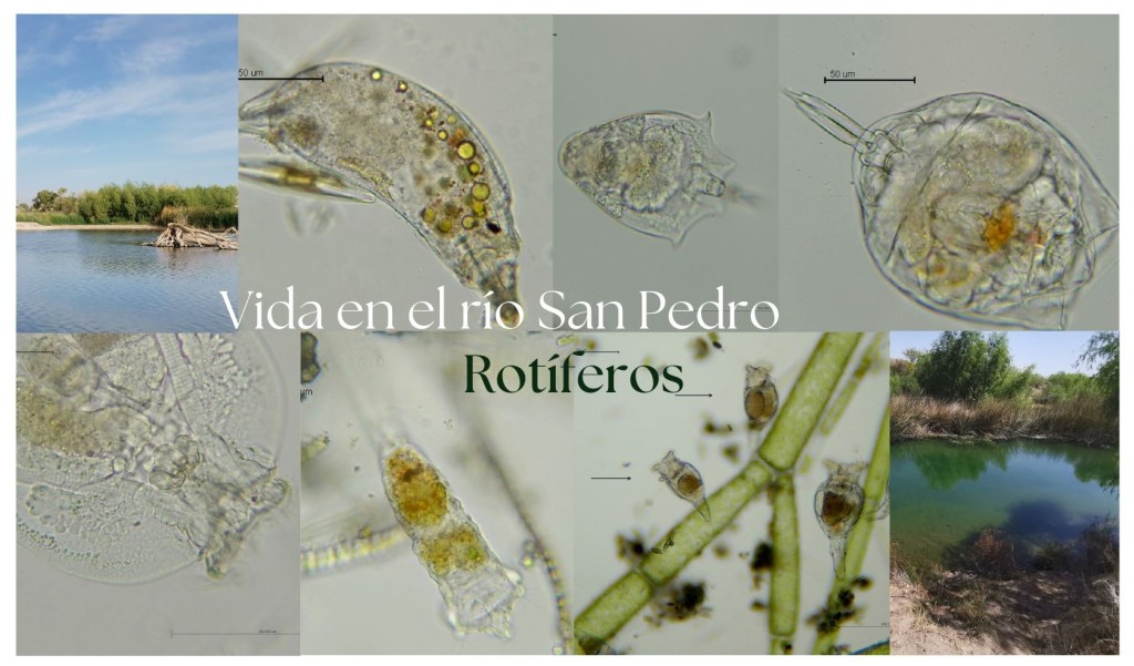 Rotíferos en las cuencas de los ríos San Pedro y&nbsp;Conchos