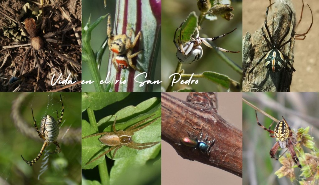 Arañas en las cuencas de los ríos San Pedro y&nbsp;Conchos
