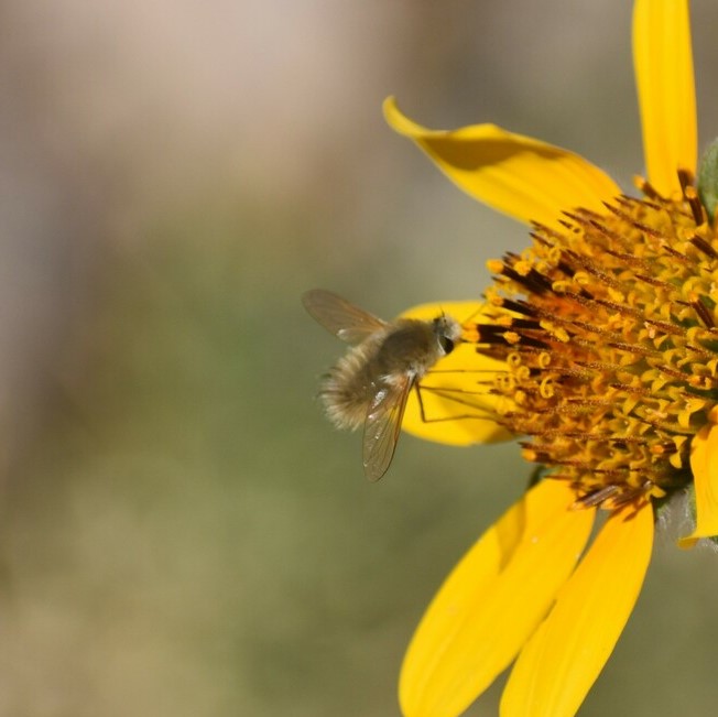 Biodiversidad del río San Pedro y Conchos, Chihuahua. Municipios de Meoqui, Delicias, Rosales, Saucillo, Julimes y Satevó. Moscas y mosquitos, Orden Diptera.
