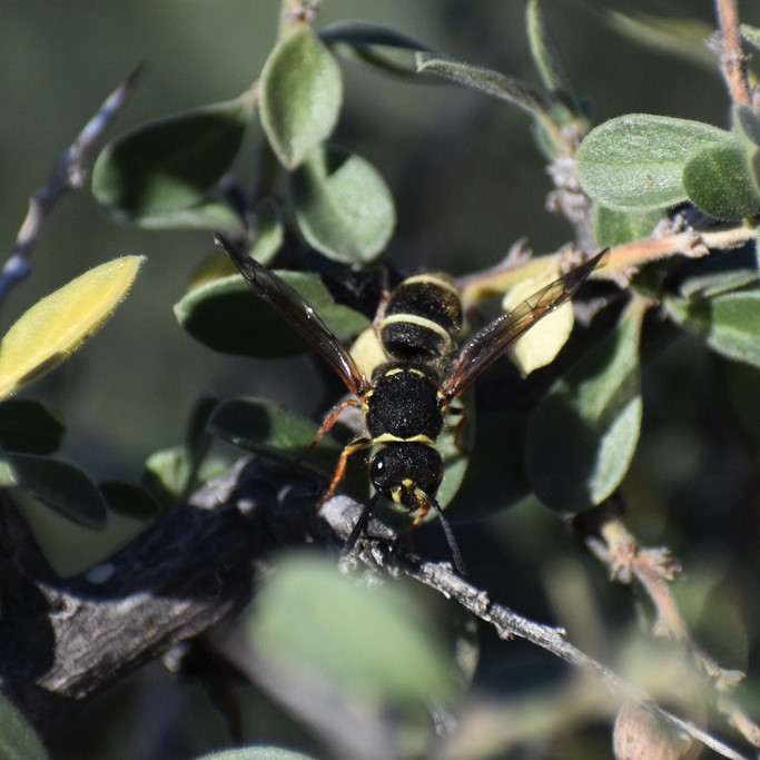 Biodiversidad del río San Pedro y Conchos, Chihuahua. Municipios de Meoqui, Rosales, Saucillo, Julimes y Satevó. Avispas, Orden Hymenoptera.