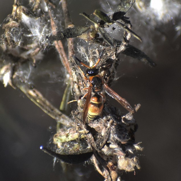 Biodiversidad del río San Pedro y Conchos, Chihuahua. Municipios de Meoqui, Rosales, Saucillo, Julimes y Satevó. Avispas, Orden Hymenoptera.