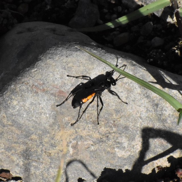 Biodiversidad del río San Pedro y Conchos, Chihuahua. Municipios de Meoqui, Rosales, Saucillo, Julimes y Satevó. Avispas, Orden Hymenoptera.