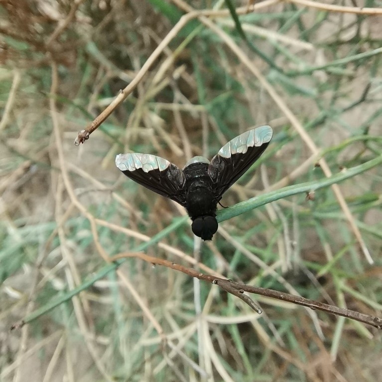Biodiversidad del río San Pedro y Conchos, Chihuahua. Municipios de Meoqui, Delicias, Rosales, Saucillo, Julimes y Satevó. Moscas y mosquitos, Orden Diptera.