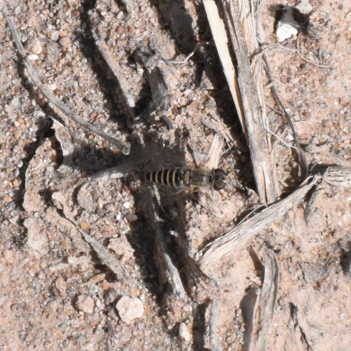 Biodiversidad del río San Pedro y Conchos, Chihuahua. Municipios de Meoqui, Delicias, Rosales, Saucillo, Julimes y Satevó. Moscas y mosquitos, Orden Diptera.