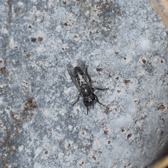 Biodiversidad del río San Pedro y Conchos, Chihuahua. Municipios de Meoqui, Delicias, Rosales, Saucillo, Julimes y Satevó. Moscas y mosquitos, Orden Diptera.