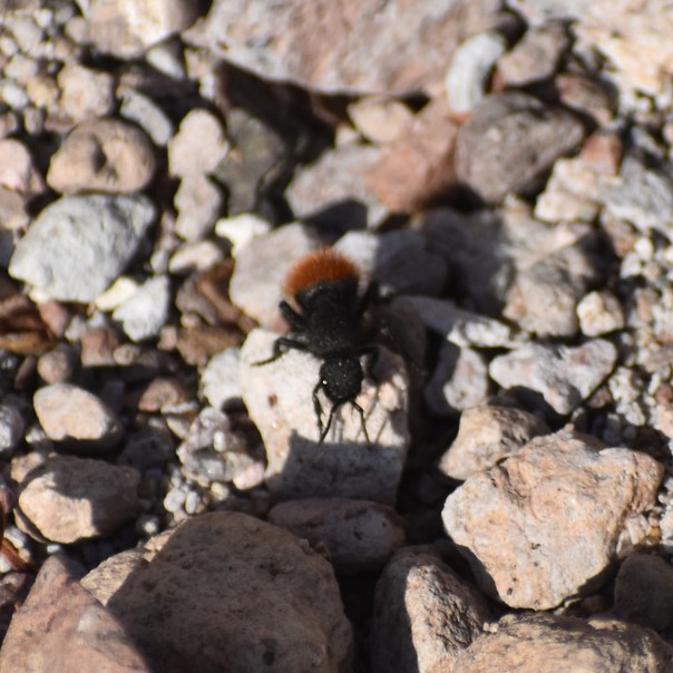 Biodiversidad del río San Pedro y Conchos, Chihuahua. Municipios de Meoqui, Rosales, Saucillo, Julimes y Satevó.