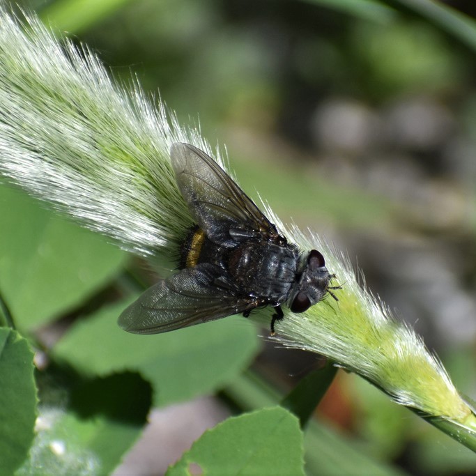 Biodiversidad del río San Pedro y Conchos, Chihuahua. Municipios de Meoqui, Delicias, Rosales, Saucillo, Julimes y Satevó. Moscas y mosquitos, Orden Diptera.