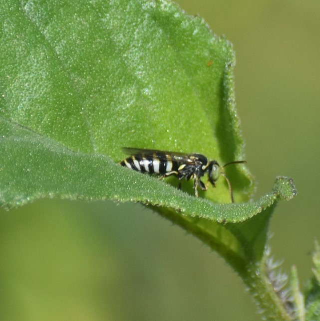 Biodiversidad del río San Pedro y Conchos, Chihuahua. Municipios de Meoqui, Rosales, Saucillo, Julimes y Satevó. Avispas, Orden Hymenoptera.