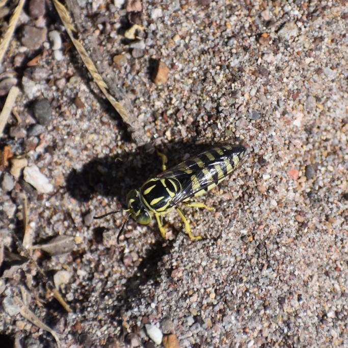 Biodiversidad del río San Pedro y Conchos, Chihuahua. Municipios de Meoqui, Rosales, Saucillo, Julimes y Satevó. Avispas, Orden Hymenoptera.