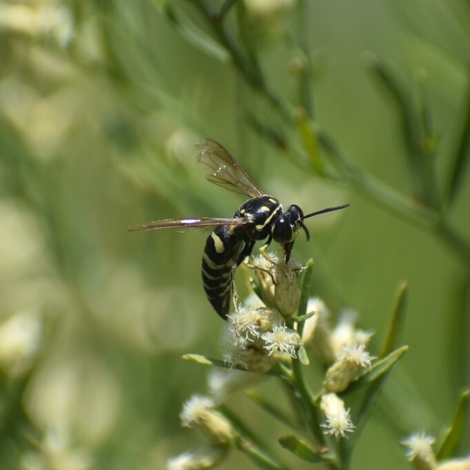 Biodiversidad del río San Pedro y Conchos, Chihuahua. Municipios de Meoqui, Rosales, Saucillo, Julimes y Satevó. Avispas, Orden Hymenoptera.