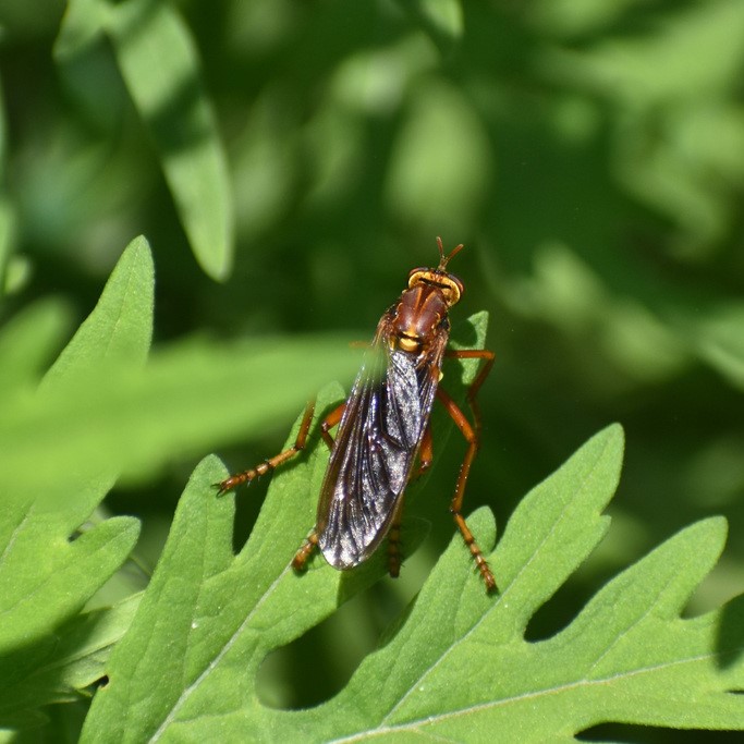 Biodiversidad del río San Pedro y Conchos, Chihuahua. Municipios de Meoqui, Delicias, Rosales, Saucillo, Julimes y Satevó. Moscas y mosquitos, Orden Diptera.
