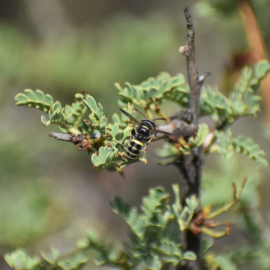 Biodiversidad del río San Pedro y Conchos, Chihuahua. Municipios de Meoqui, Rosales, Saucillo, Julimes y Satevó. Avispas, Orden Hymenoptera.