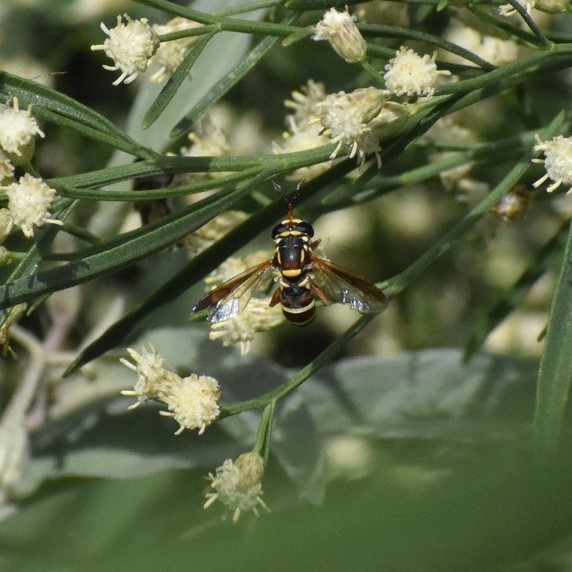 Biodiversidad del río San Pedro y Conchos, Chihuahua. Municipios de Meoqui, Delicias, Rosales, Saucillo, Julimes y Satevó. Moscas y mosquitos, Orden Diptera.