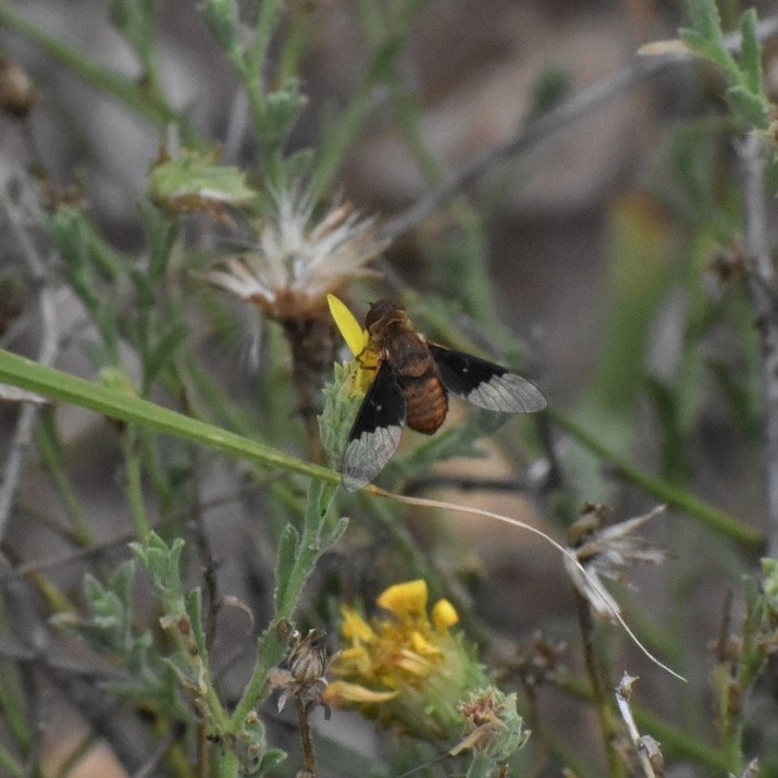 Biodiversidad del río San Pedro y Conchos, Chihuahua. Municipios de Meoqui, Delicias, Rosales, Saucillo, Julimes y Satevó. Moscas y mosquitos, Orden Diptera.