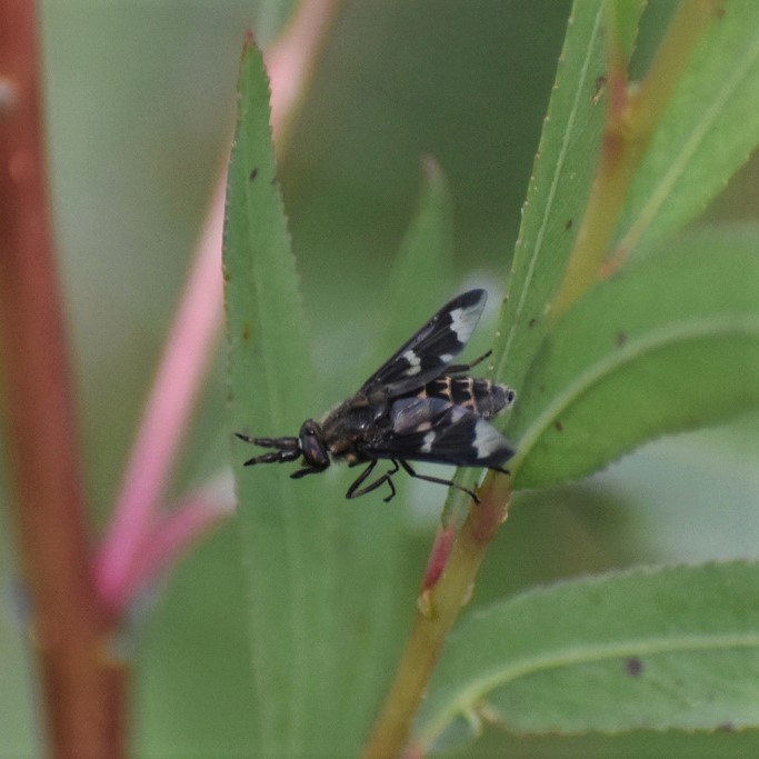 Biodiversidad del río San Pedro y Conchos, Chihuahua. Municipios de Meoqui, Delicias, Rosales, Saucillo, Julimes y Satevó. Moscas y mosquitos, Orden Diptera.